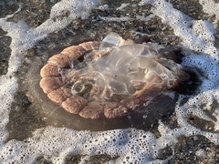 Dactyliophorae