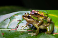 Pristimantis enigmaticus