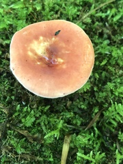Russula