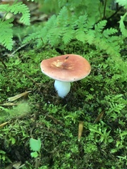 Russula