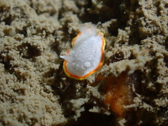 Diaphorodoris