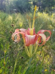 Lilium catesbaei