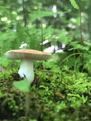 Russula