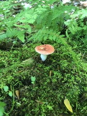 Russula