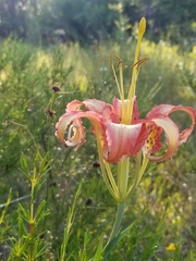 Lilium catesbaei