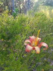 Lilium catesbaei