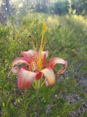 Lilium catesbaei