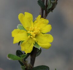 Hibbertia commutata