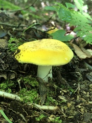 Russula