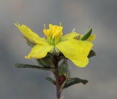 Hibbertia commutata