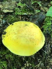 Russula
