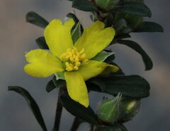 Hibbertia commutata
