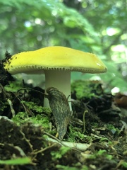 Russula