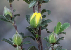 Hibbertia commutata