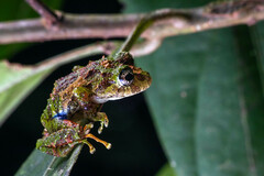 Pristimantis katoptroides