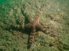 Ophidiaster armatus