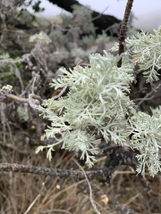 Artemisia mauiensis