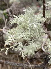 Artemisia mauiensis