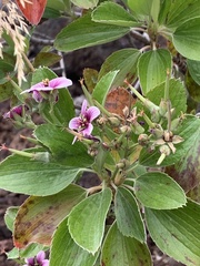 Geranium multiflorum