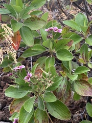 Geranium multiflorum