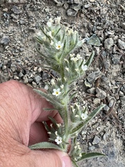 Oreocarya thompsonii