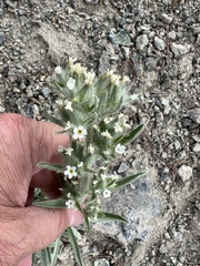 Oreocarya thompsonii