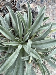 Oreocarya thompsonii