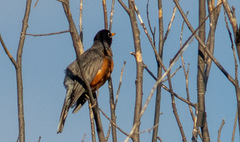 Turdus migratorius