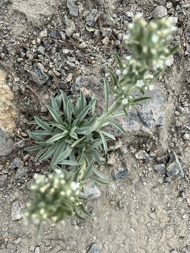Image of Oreocarya thompsonii by no rights reserved