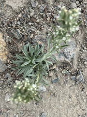 Oreocarya thompsonii