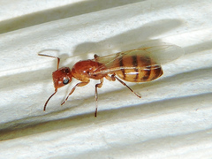 Colobopsis