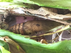 Theretra oldenlandiae