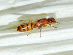 Colobopsis