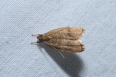 Psilocorsis cryptolechiella
