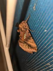 Autographa bimaculata