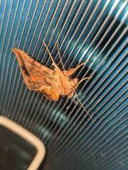 Autographa bimaculata