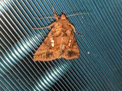 Autographa bimaculata