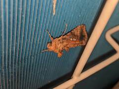 Autographa bimaculata
