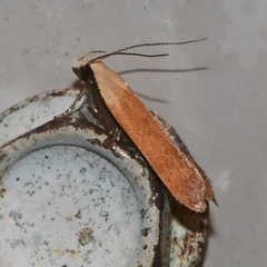Anacampsis fullonella