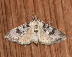 Palpita arsaltealis