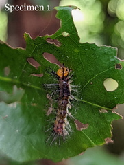 Cupha prosope