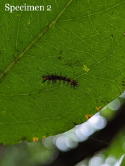 Cupha prosope