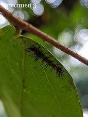 Cupha prosope