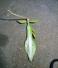 Cryptophyllium