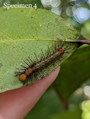 Cupha prosope