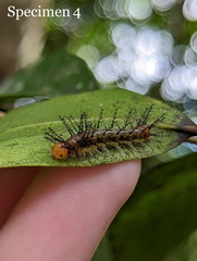 Cupha prosope