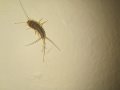Ctenolepisma longicaudatum