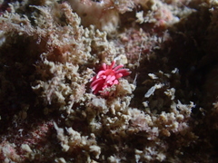 Okenia hiroi