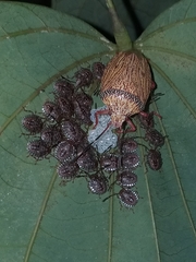 Antiteuchus macraspis