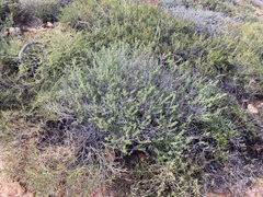 Olearia revoluta